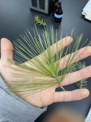 Chionaspis pinifoliae