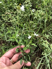 Varronia podocephala