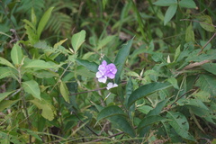 Brunfelsia grandiflora