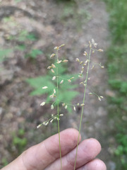 Poa annua