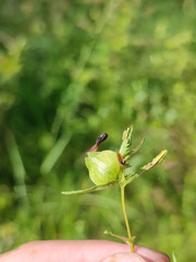 Rhinanthus minor