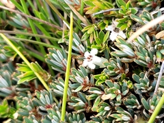 Montitega dealbata