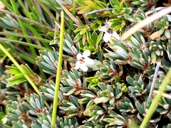 Montitega dealbata