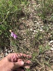 Agalinis strictifolia