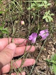 Agalinis strictifolia