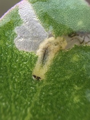 Hypurus bertrandi