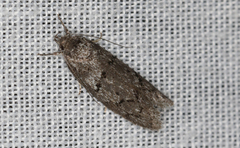 Philobota archepeda