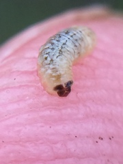 Hypurus bertrandi