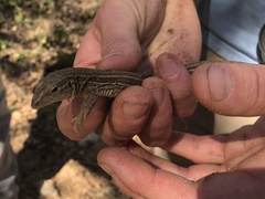 Aspidoscelis costatus