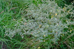 Malvastrum americanum