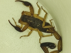 Centruroides edwardsii