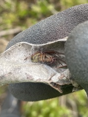 Phonognatha graeffei