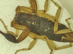 Centruroides edwardsii