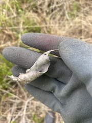 Phonognatha graeffei