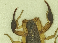 Centruroides edwardsii