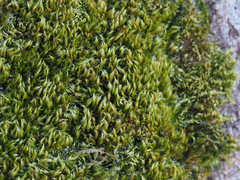 Homalothecium fulgescens