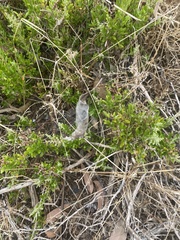 Phonognatha graeffei