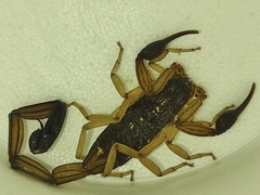 Centruroides edwardsii