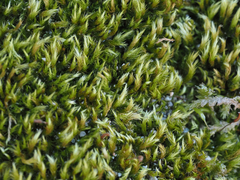 Homalothecium fulgescens