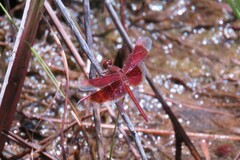 Neurothemis stigmatizans