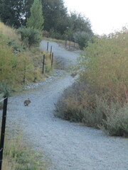 Oryctolagus cuniculus cuniculus