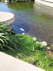 Egretta garzetta garzetta