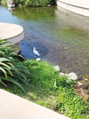 Egretta garzetta garzetta