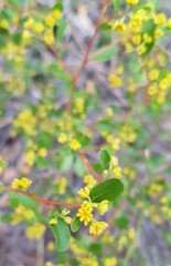 Dodonaea bursariifolia