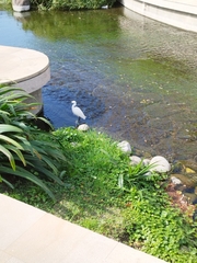 Egretta garzetta garzetta