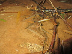 Euphlyctis cyanophlyctis