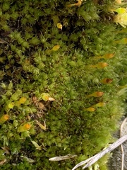 Tetraplodon mnioides