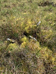 Tetraplodon mnioides