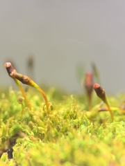 Tetraplodon mnioides