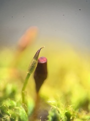 Tetraplodon mnioides