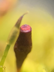 Tetraplodon mnioides