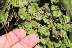 Marchantia polymorpha