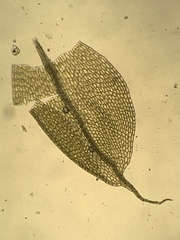 Tetraplodon mnioides