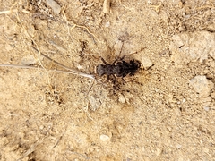 Neocicindela