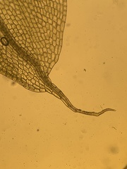 Tetraplodon mnioides