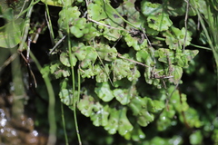 Marchantia polymorpha