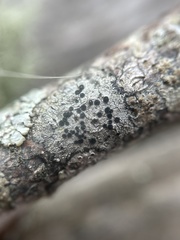 Caliciaceae