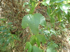 Passiflora cinnabarina