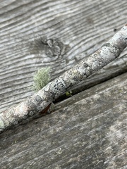 Caliciaceae