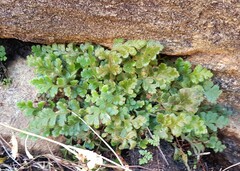 Asplenium subglandulosum
