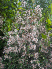 Olearia myrsinoides
