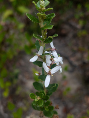Olearia myrsinoides
