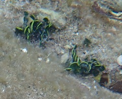 Udotea