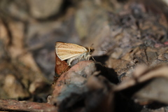 Dalla