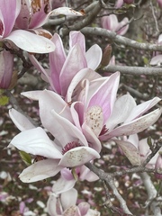 Magnolia liliiflora