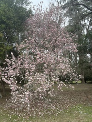 Magnolia liliiflora